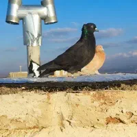 کفتر زاغ کاکلی|پرنده|سراب, |دیوار