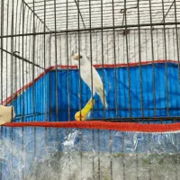 قناری ماده سفید|پرنده|مرودشت, بیست متری بیمارستان|دیوار