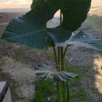 گل فروشی|گل و گیاه طبیعی|لاهیجان, آهندان|دیوار