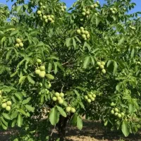 ارقام نهال گردو چندلر خوشه ای ژنوتیپ ۳ ساله