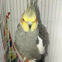 قفس فروشی جدا،جفت عروس هلندی، جفت مرغ عشق،فنچ