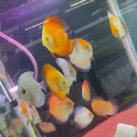 دیسکس|ماهی|تهران, مولوی|دیوار