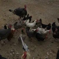 فروش۳ بوقلمون ودوعددخسی ۱۴ماهه