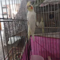 عروس هلندی ماده|پرنده|پاکدشت, پاکدشت (مامازند)|دیوار