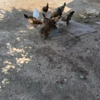 مرغ و خروس