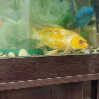 ماهی|ماهی|سمنان, |دیوار