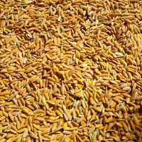 شلتوک برنج اصل لنجان