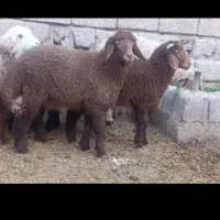 گوسفند نر ،،طلی هرفی عربی