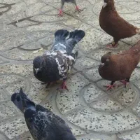 کفتر تاپ|پرنده|دره شهر, |دیوار