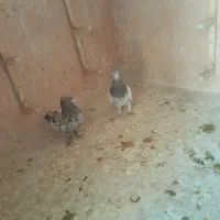 کبوتر رنگی|پرنده|اسفراین, |دیوار