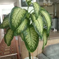 گل دیفن باخ به همراه گلدان