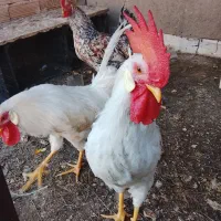 خروس تاج بلند|پرنده|تهران, اتابک|دیوار