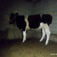 گوساله ماده