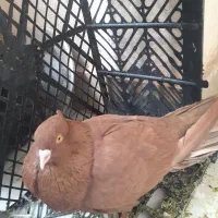 کبوتر،کفتر