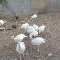 فروش بوقلمون گوشتی
