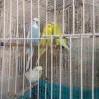 مرغ عشق .پروانه‌ ای انگلیسی