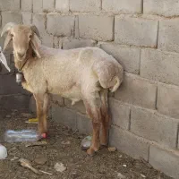 قوچان