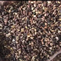 خرید محصولات کشاورزی کنجد ماش