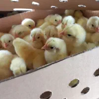 جوجه گوشتی /بالای ۸۰درصد خروس /سبدکالا