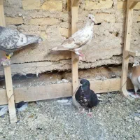 چند تا کبوتر