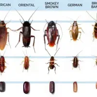 سمپاشی تخصصی و تضمینی ساس،سوسک،مورچه|خدمات نظافت|فردیس, شهرک ۱۱۰|دیوار