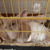 خرگوش لوپ دو رنگ زیبا هر دو باهم