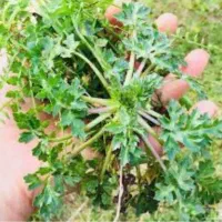 سبزی چوچاق پاک کرده 120خرد کرده 140