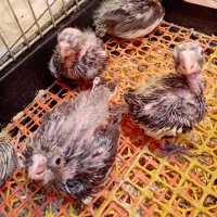 جوجه عروس های سرلاکی ((پرورش خانگی))|پرنده|ساری, |دیوار