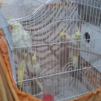 عروس هلندی با جوجه