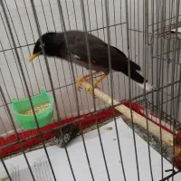 دو تا جوجه مینا|پرنده|قم, پردیسان|دیوار