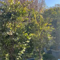 یاس هلندی|گل و گیاه طبیعی|محمدشهر, کوی بهار|دیوار