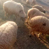 قوچ|حیوانات مزرعه|حاجی آباد, |دیوار