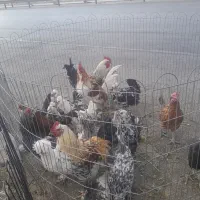 مرغ وخروس محلی اصل بوقلمون|حیوانات مزرعه|شیراز, قلات|دیوار