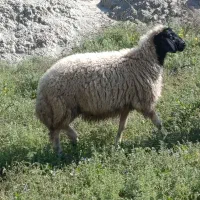 گوسفند نر برای نذری