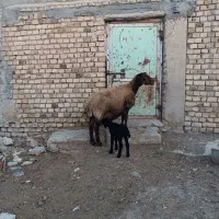 میش بره دار|حیوانات مزرعه|خنجین, |دیوار