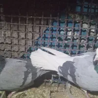 کفتر پرشی|پرنده|سامن, |دیوار