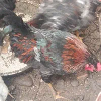 خروس محلی|حیوانات مزرعه|رشت, جانبازان|دیوار