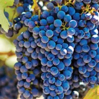 فروش ویژه نهال انگورموندارپ ونهالهای خارجی وایرانی|خدمات باغبانی و درختکاری|شیراز, میرزاکوچک خان|دیوار