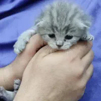 توله گربه اسکاتیش بریتیش|گربه|اهواز, معین زاده|دیوار