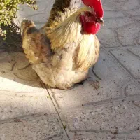 خروس|حیوانات مزرعه|جهرم, |دیوار