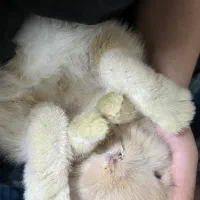 خرگوش بامزه و مهربون و تربیت شده