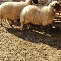 دوراس گوسفند چاق چاق|حیوانات مزرعه|پلدختر, |دیوار