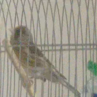 سیره قناری فروشی