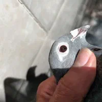 جوجه جان آردن|پرنده|مشهد, گاز|دیوار