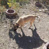 سگ دو رگه|سگ|اردبیل, |دیوار