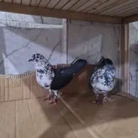 کبوتر درجه ۱ زوردار