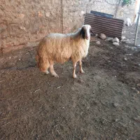 فروش سه عدد قوچ درجه یک سنجابی جوان