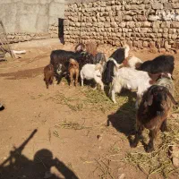 فروش بز آبستن