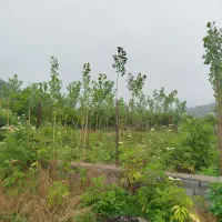 فروش یک قطعه زمین|اجارهٔ دفتر صنعتی، کشاورزی، تجاری|قائمشهر, |دیوار