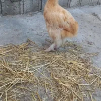 جوجه طبیعی زیر مرغی ۳ ماهه